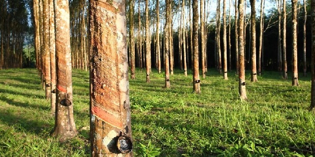 Timberfarm Erfahrungen